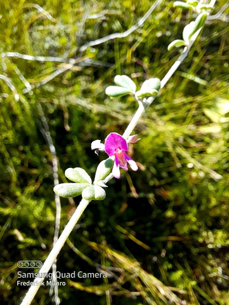 Indigofera outrampsii photo 5
