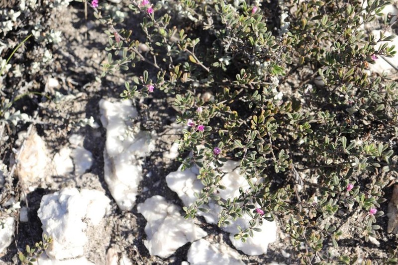 Indigofera outrampsii photo 6