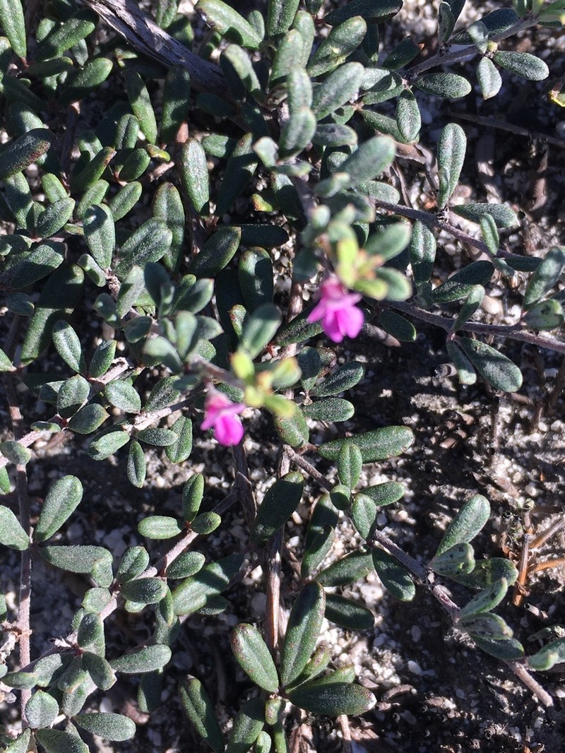 Indigofera outrampsii photo 7