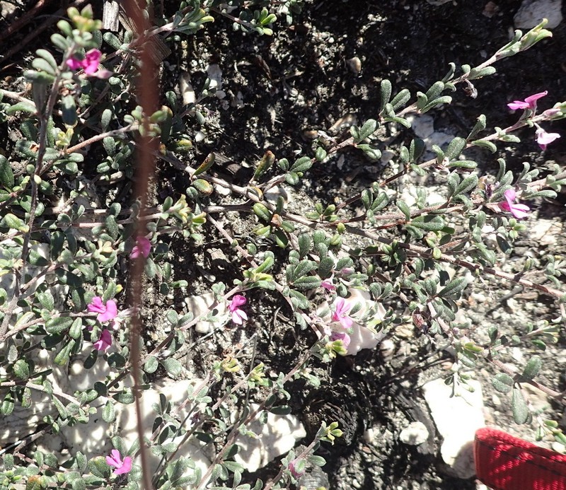 Indigofera outrampsii photo 8