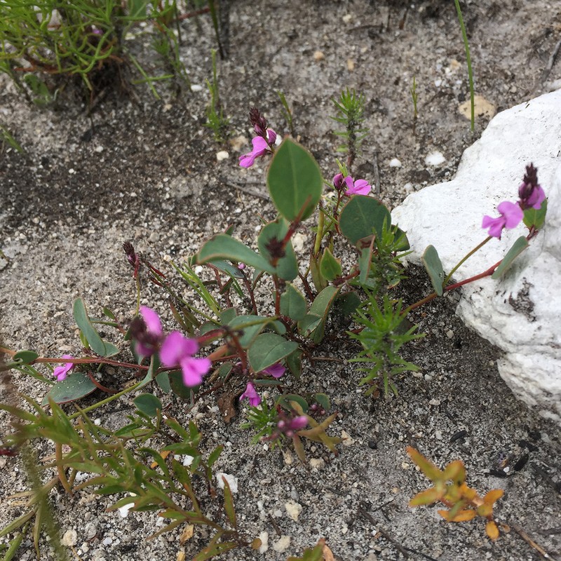 Indigofera ovata