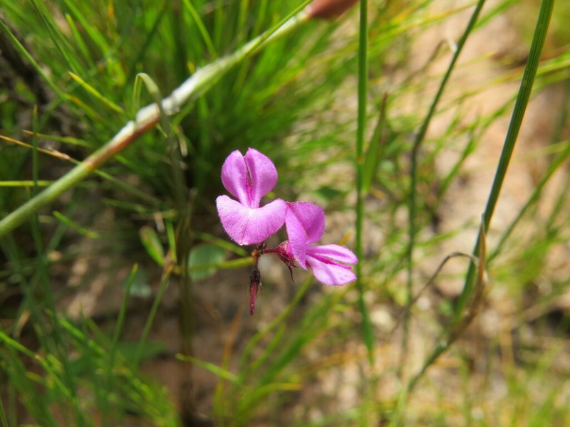 Indigofera ovata photo 2