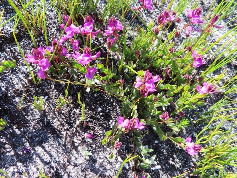 Indigofera ovata photo 3