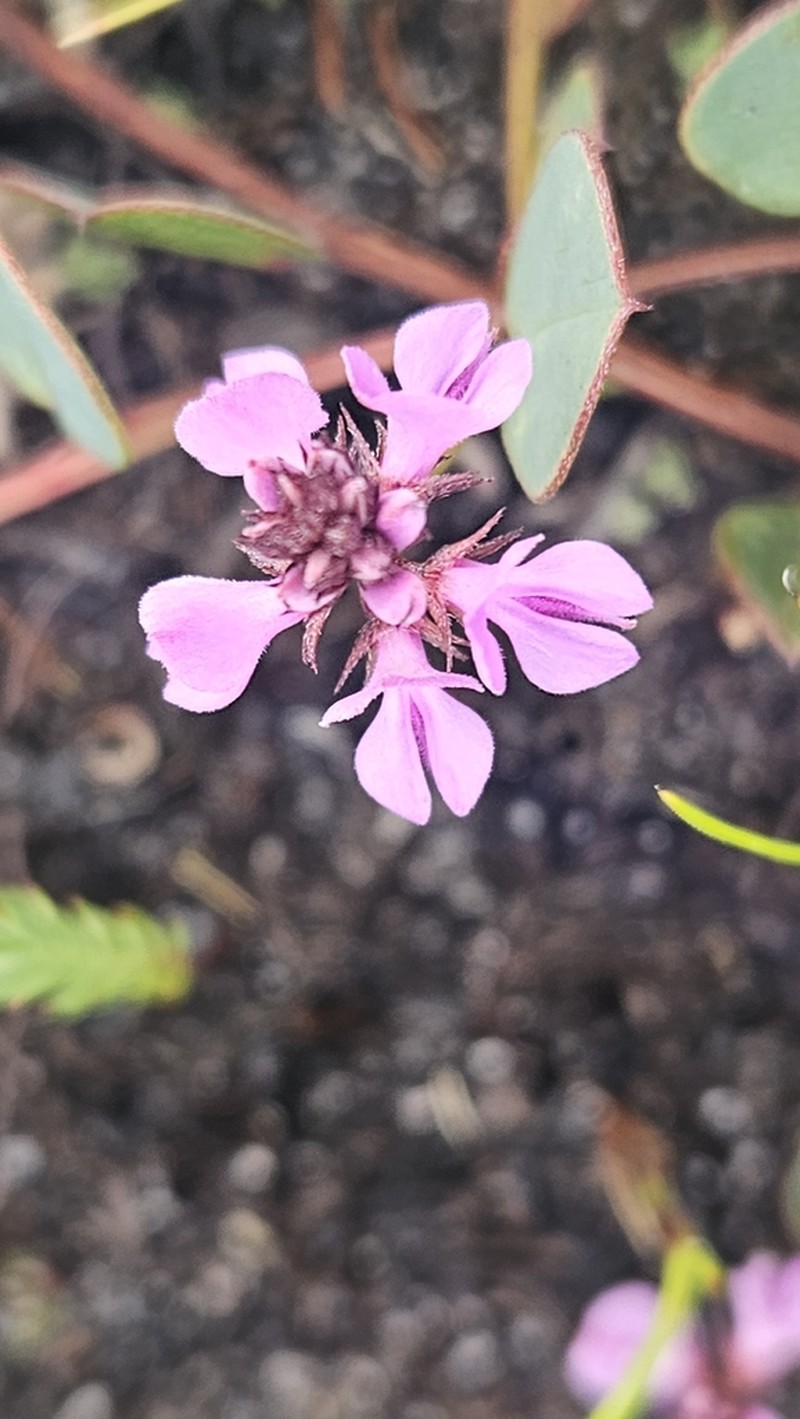 Indigofera ovata photo 4