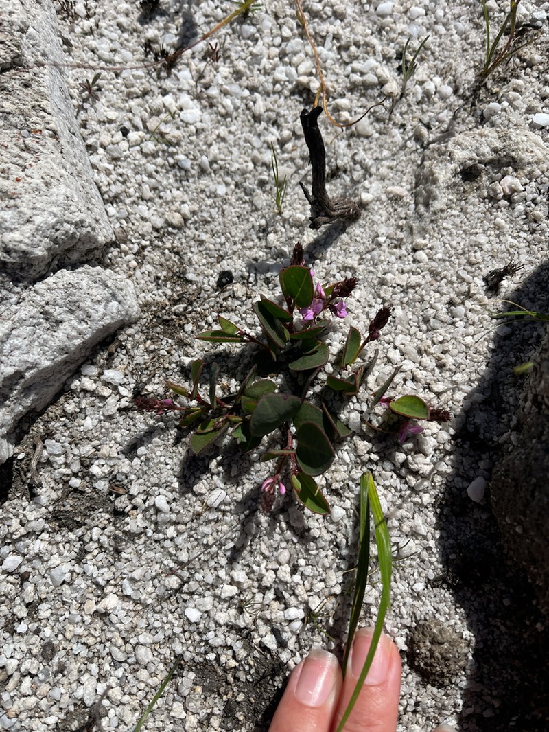 Indigofera ovata photo 5