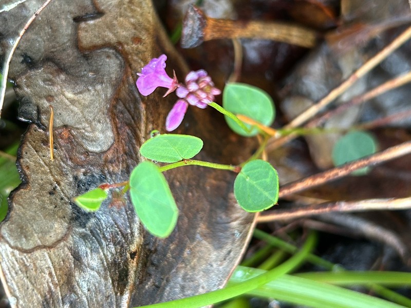 Indigofera ovata photo 6