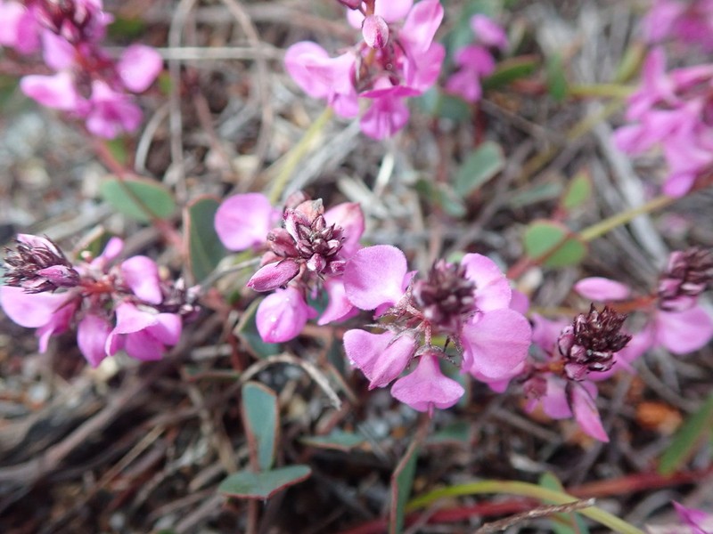 Indigofera ovata photo 7