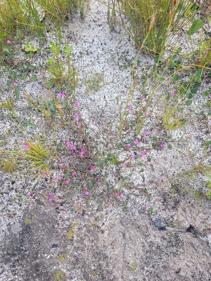 Indigofera ovata photo 8