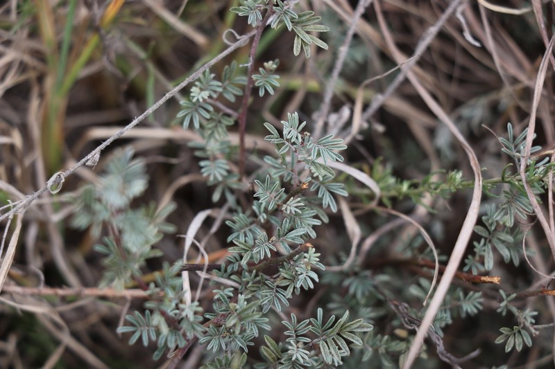 Indigofera ovina