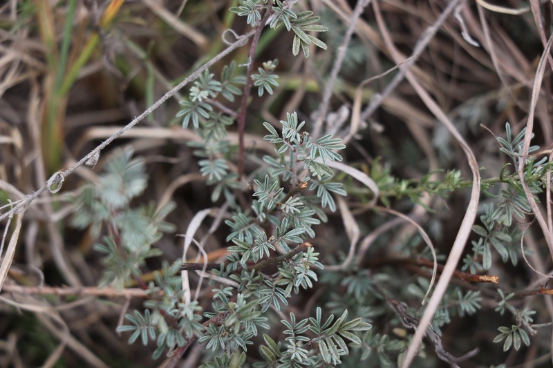 Indigofera ovina photo 2