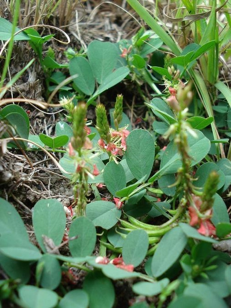 Indigofera oxalidea
