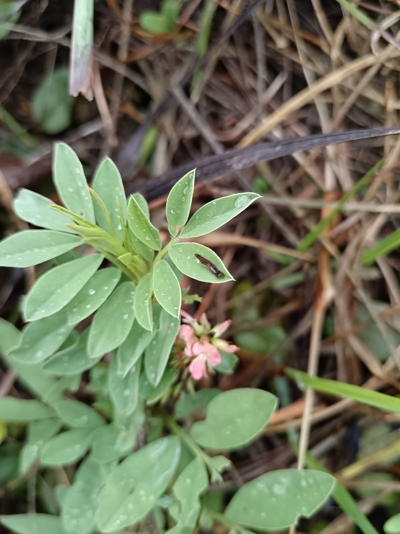 Indigofera oxalidea photo 2
