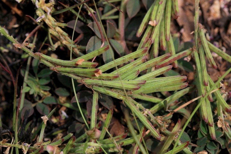 Indigofera oxalidea photo 3