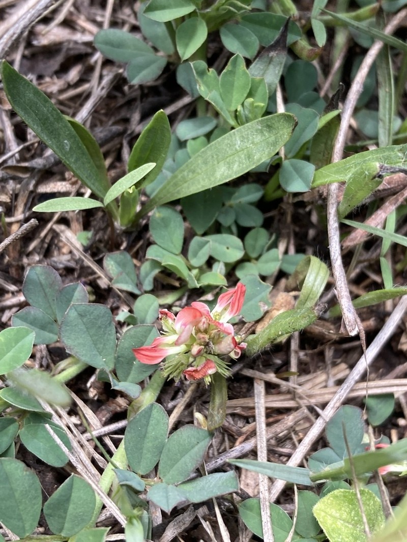 Indigofera oxalidea photo 4