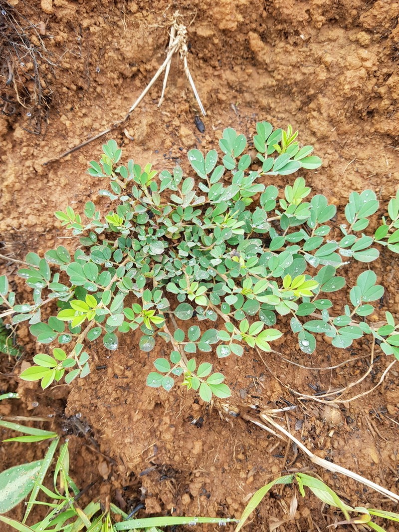 Indigofera oxalidea photo 5