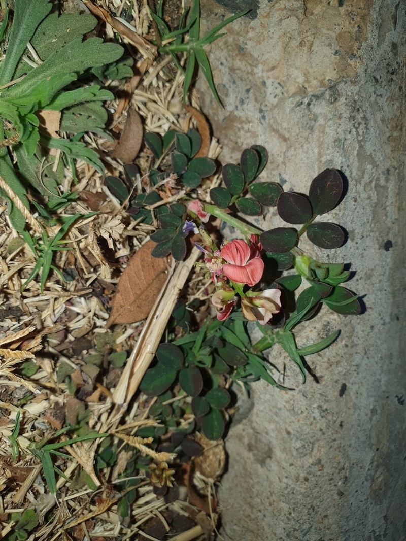 Indigofera oxalidea photo 6