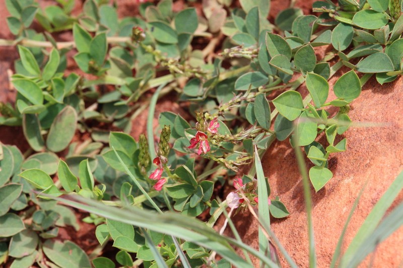 Indigofera oxalidea photo 7