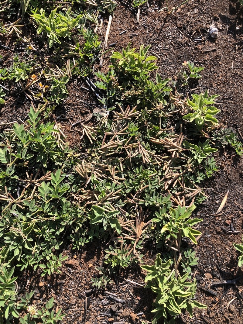Indigofera oxalidea photo 8