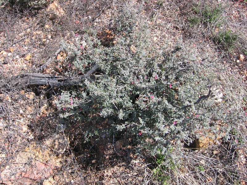 Indigofera oxyrachis photo 2