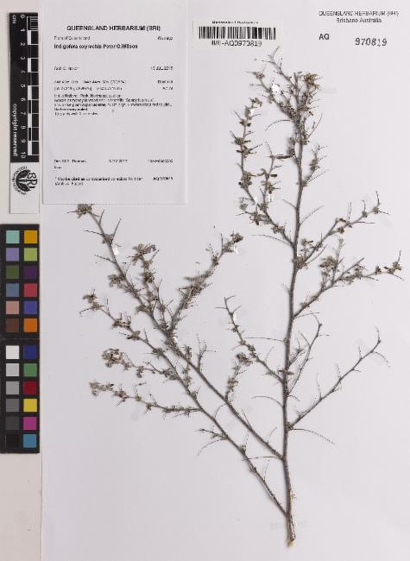 Indigofera oxyrachis photo 3