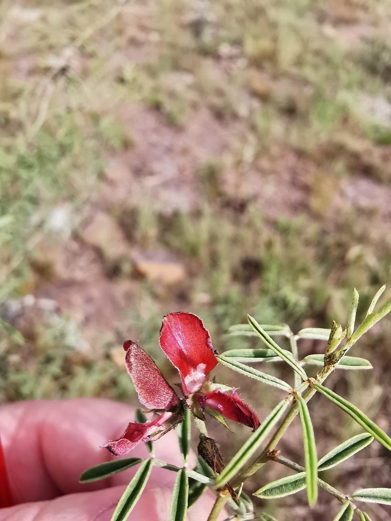 Indigofera oxytropis photo 2
