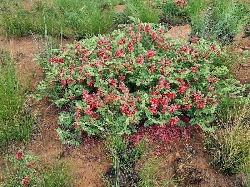 Indigofera oxytropis photo 3