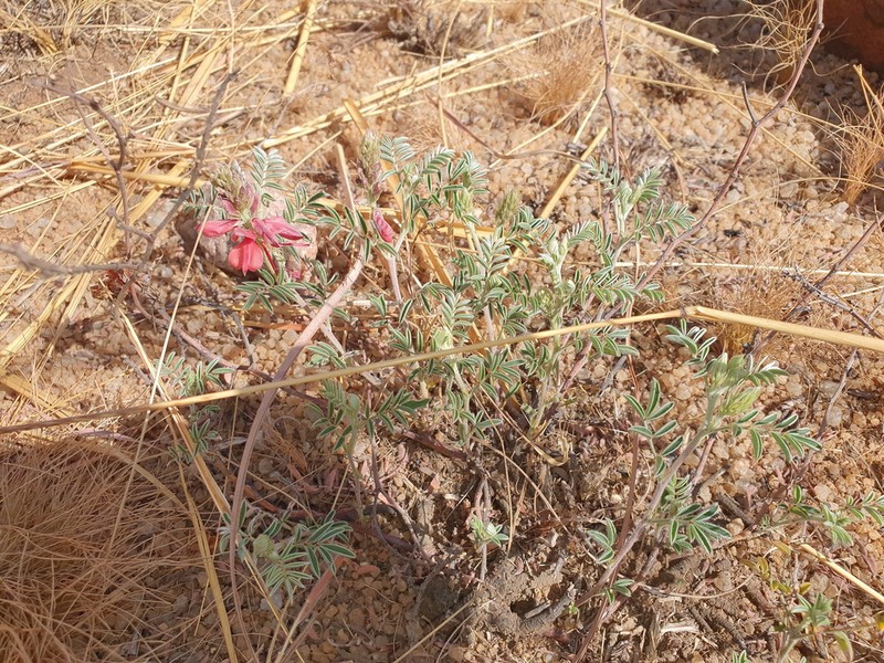 Indigofera oxytropis photo 4