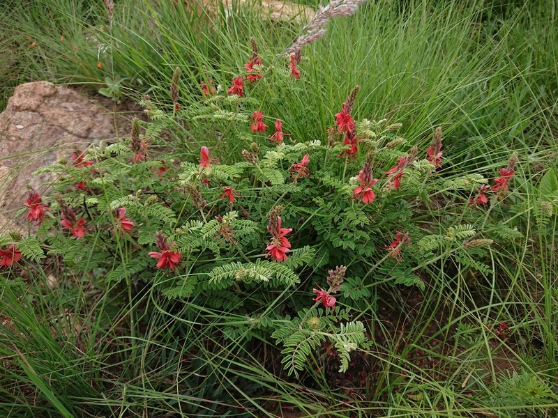 Indigofera oxytropis photo 5