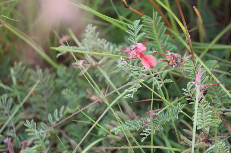 Indigofera oxytropis photo 6
