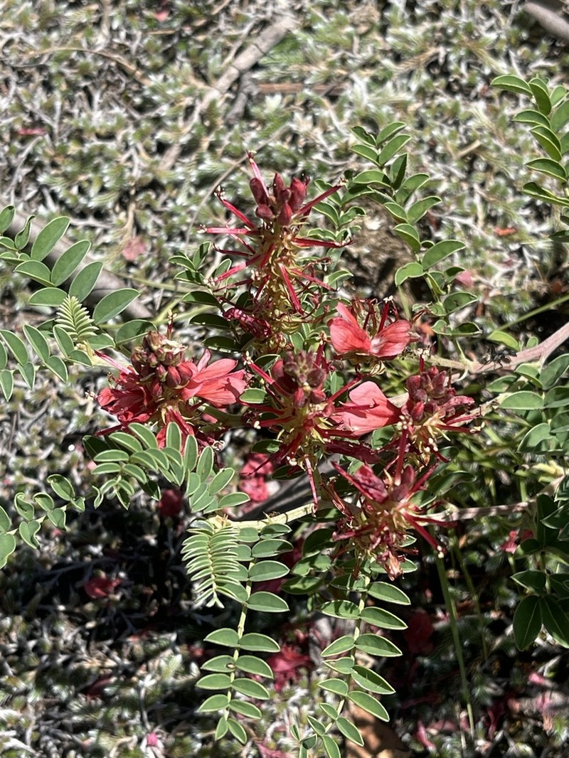 Indigofera oxytropis photo 7