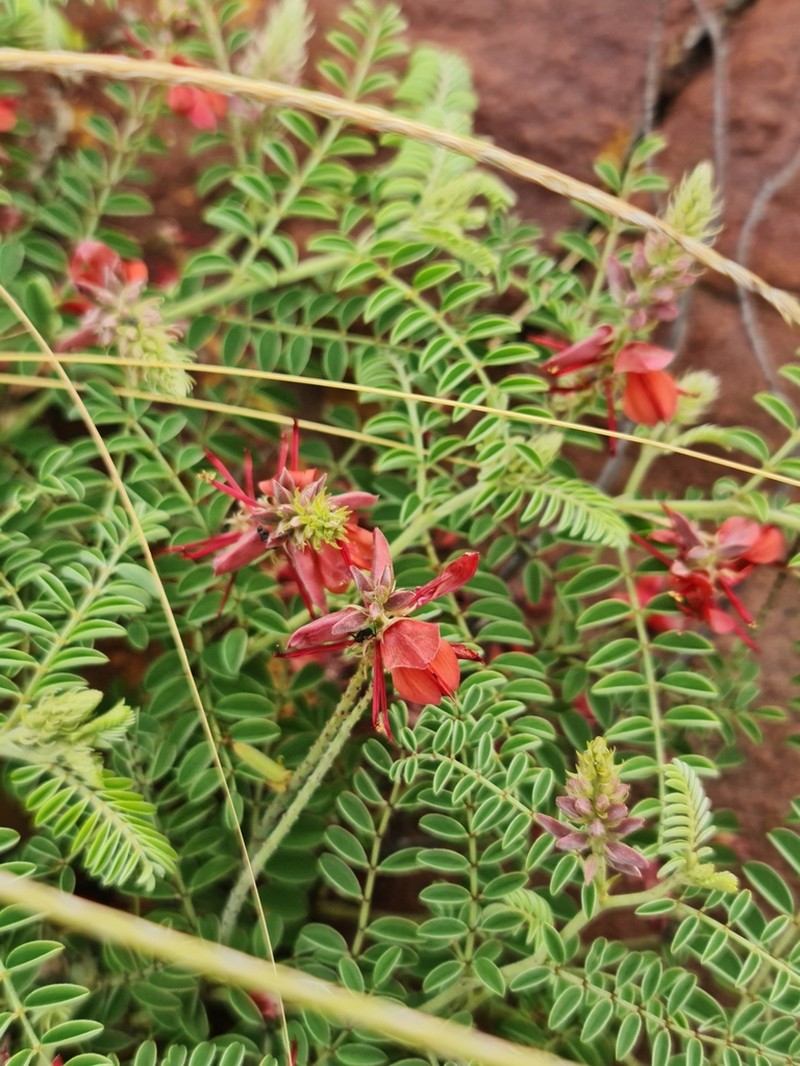 Indigofera oxytropis photo 8
