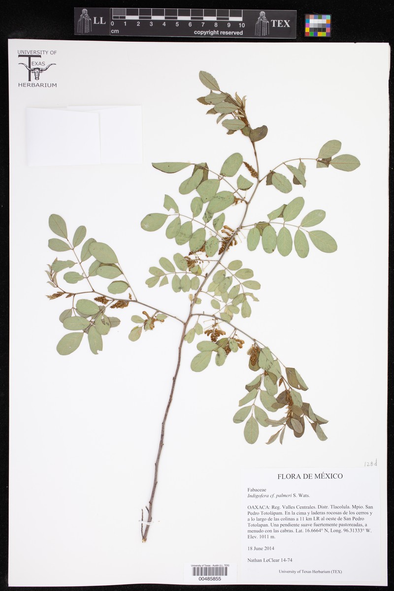 Indigofera palmeri