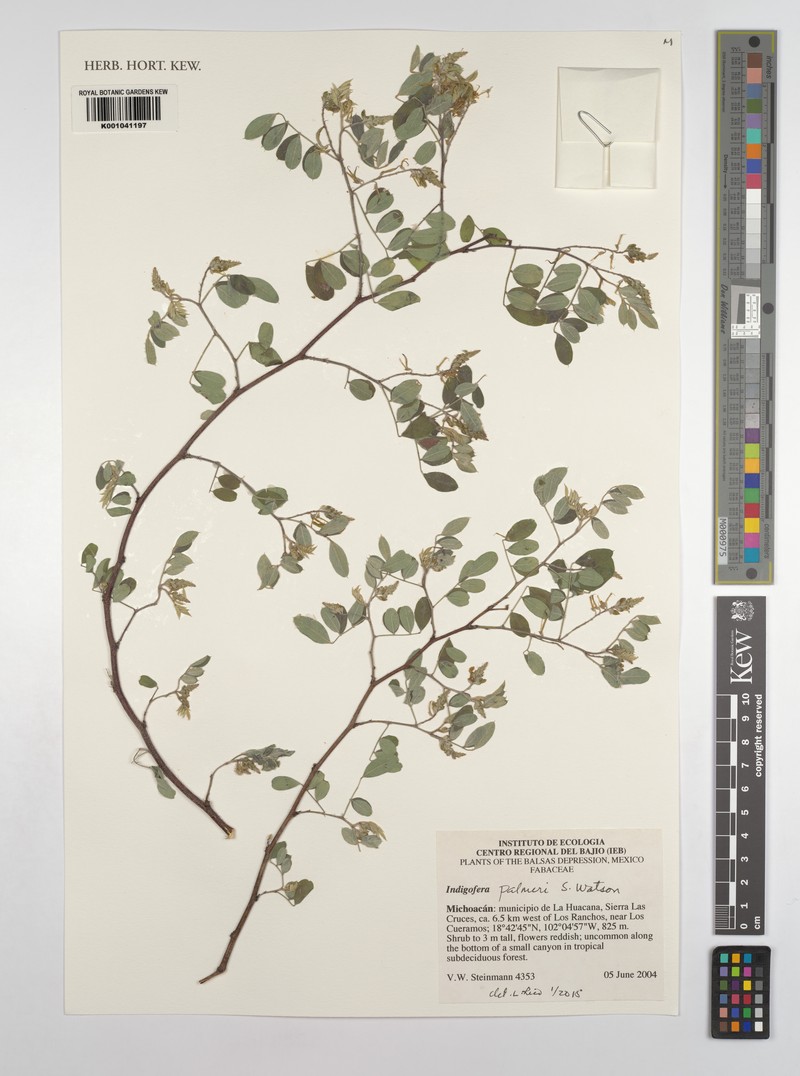 Indigofera palmeri photo 2