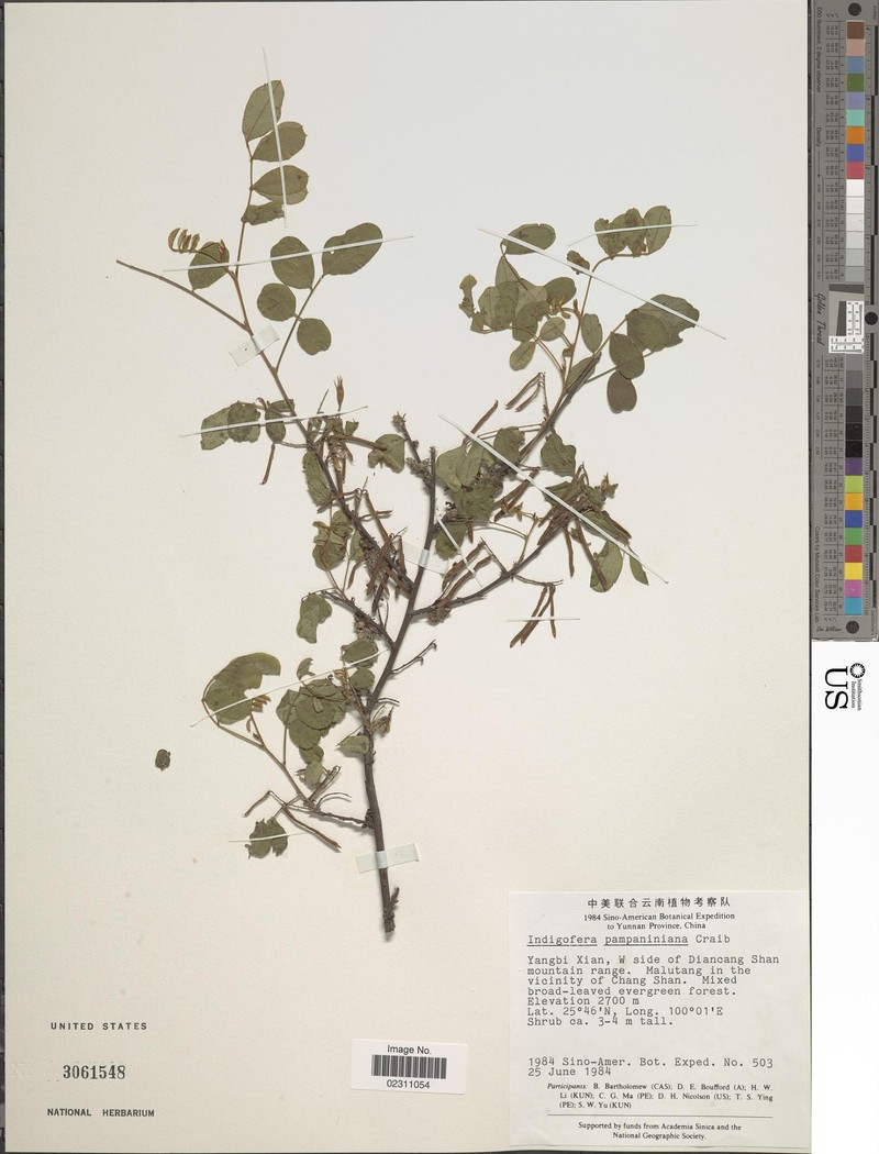 Indigofera pampaniniana