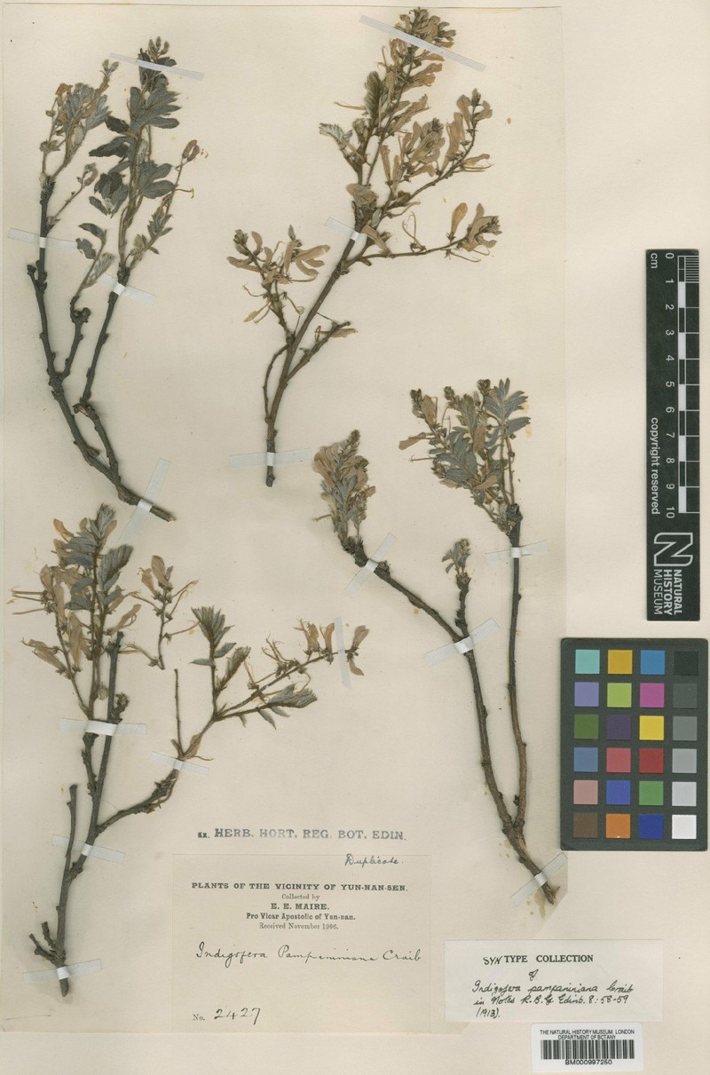 Indigofera pampaniniana photo 2