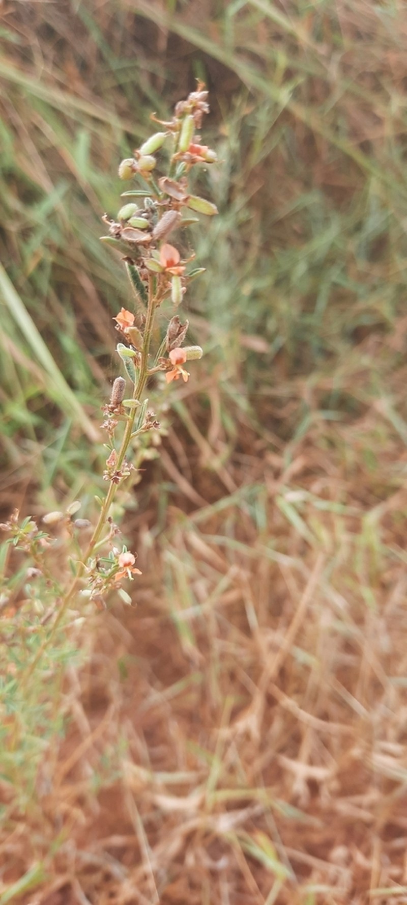 Indigofera paniculata