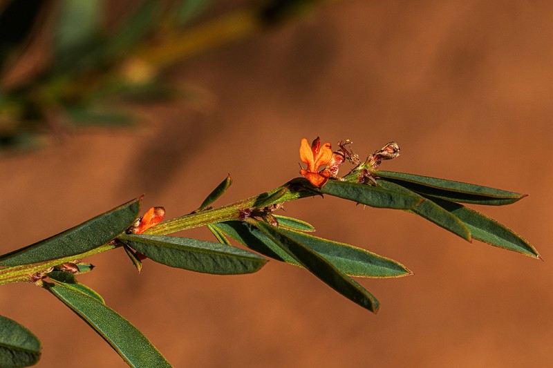 Indigofera paniculata photo 2
