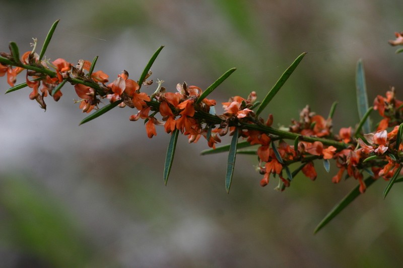 Indigofera paniculata photo 3