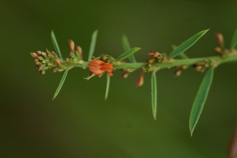 Indigofera paniculata photo 4