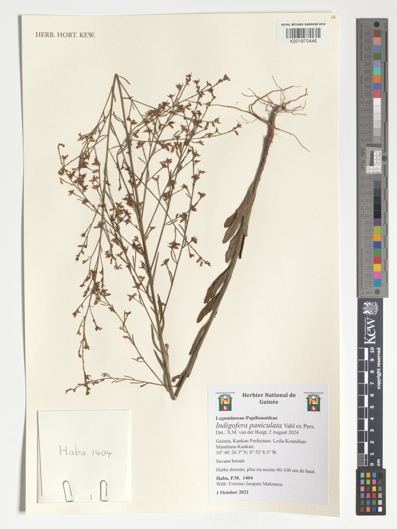 Indigofera paniculata photo 7
