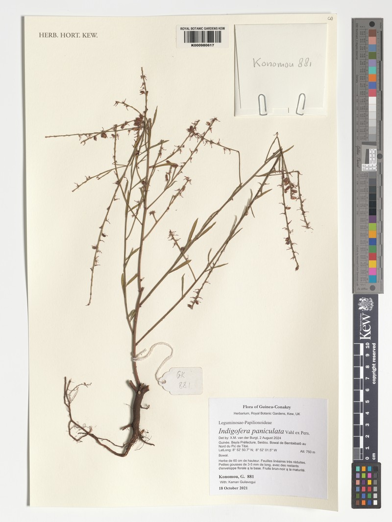 Indigofera paniculata photo 8