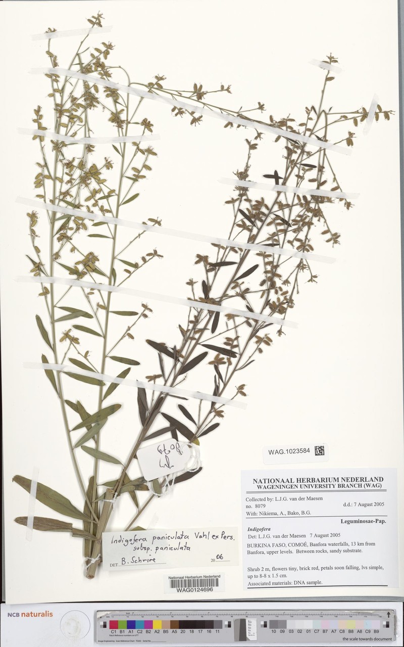 Indigofera paniculata subsp. paniculata photo 2