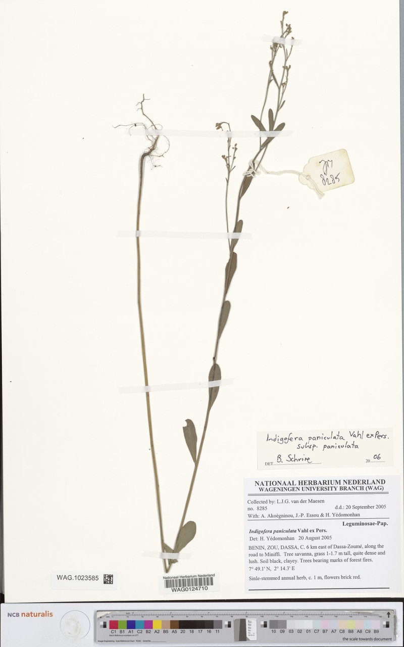 Indigofera paniculata subsp. paniculata photo 3