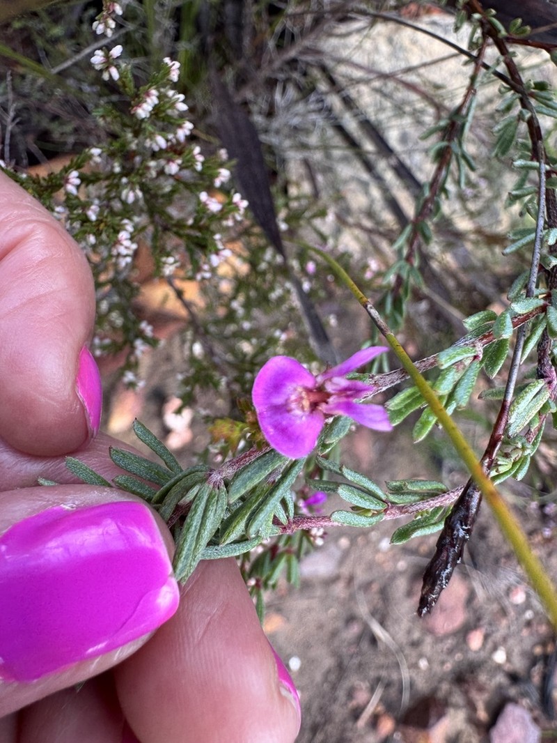 Indigofera pappei