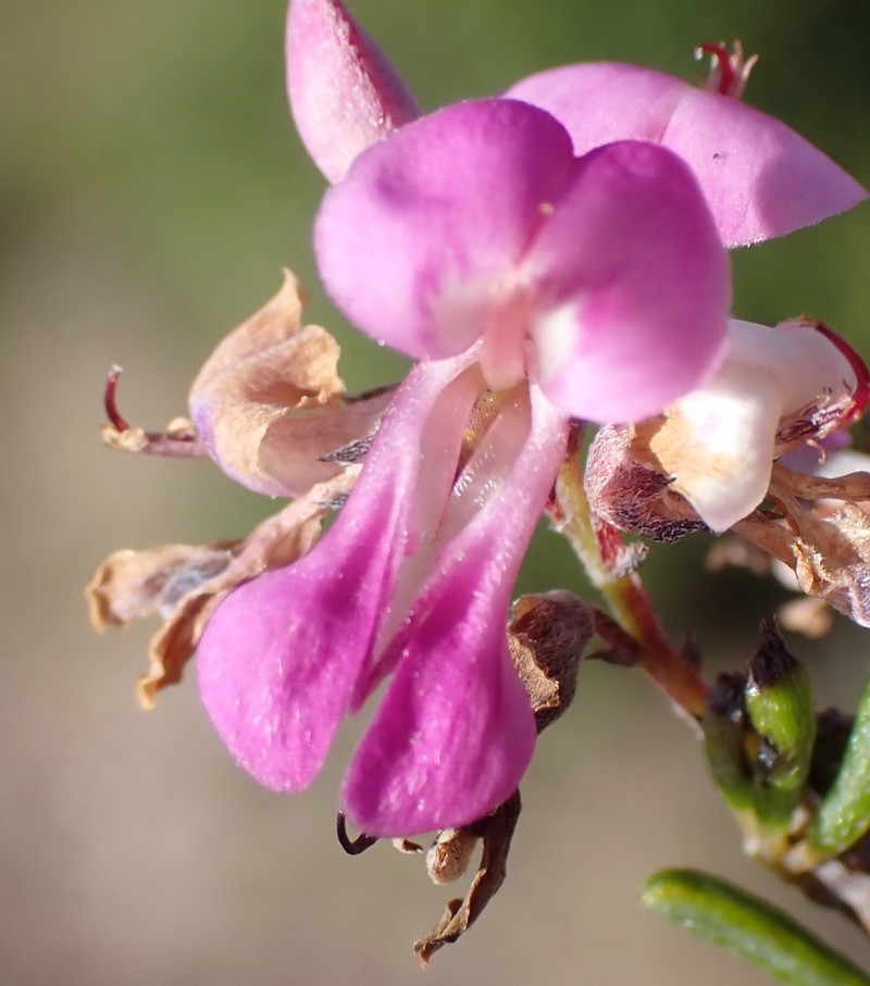 Indigofera pappei photo 2