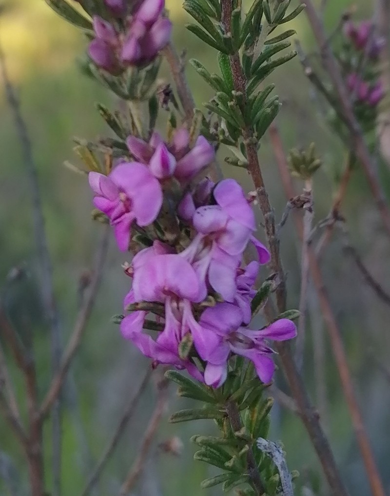 Indigofera pappei photo 3