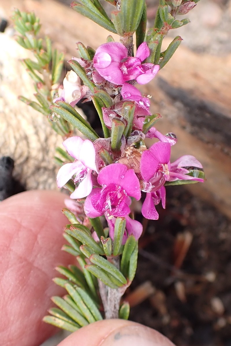 Indigofera pappei photo 4