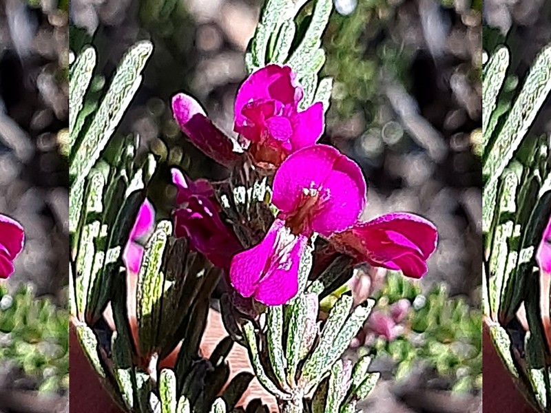 Indigofera pappei photo 5