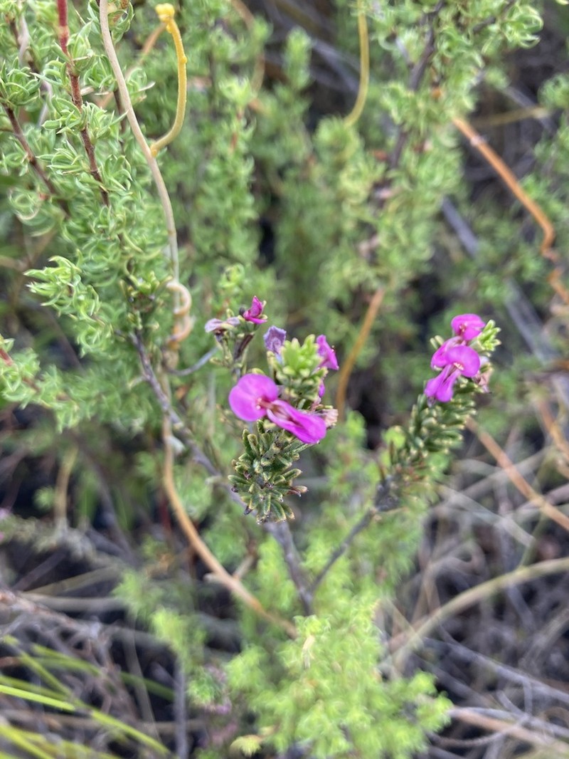 Indigofera pappei photo 6