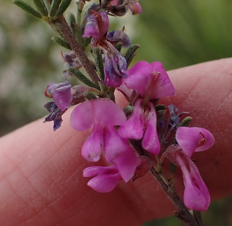 Indigofera pappei photo 7